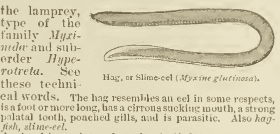 hag - fish hag - fish