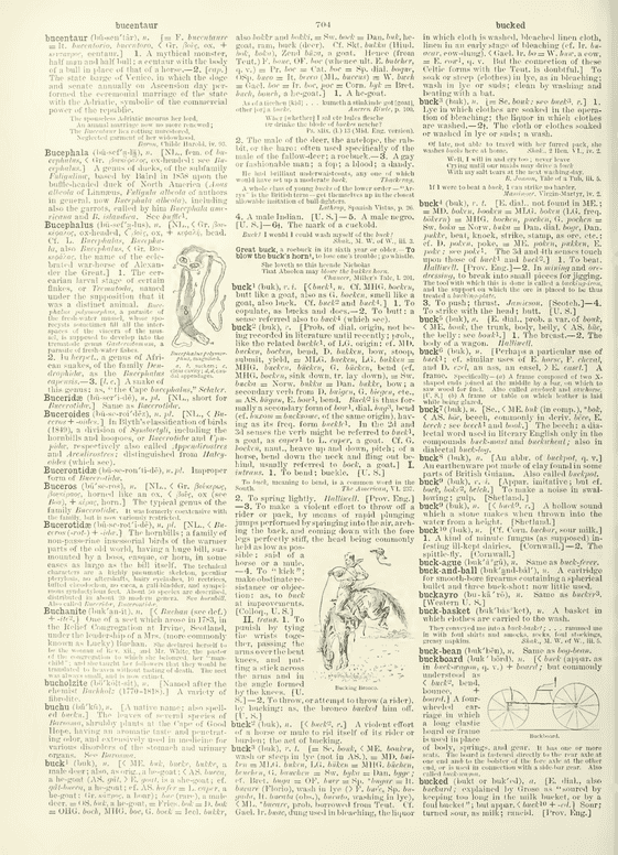 English Dialect Dictionary - buck English Dialect Dictionary - buck