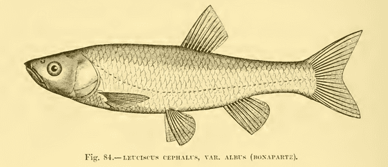 The Fresh-Water Fishes of Europe - Albus The Fresh-Water Fishes of Europe - Albus